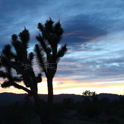 Arizona_2014_3_SMALL