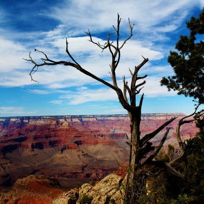 Canyon_Dead_Tree_1_SMALL