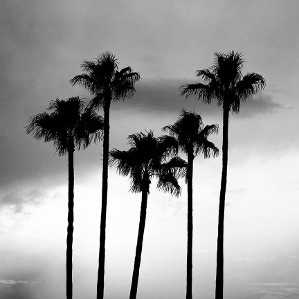 Cocoa_Beach_Florida_Palms_SMALL