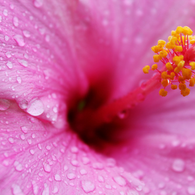 Hibiscus_1_SMALL