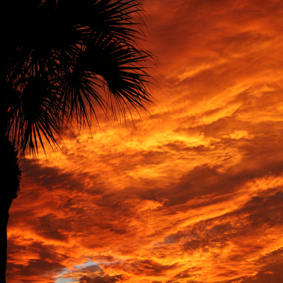 Melbourne_Florida_Orange_Sky_Palm_SMALL