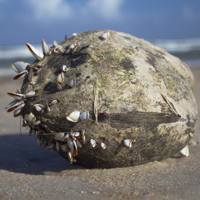 Palm_Coast_Coconut_SMALL