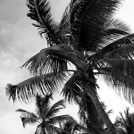 Palms_Miami_SMALL