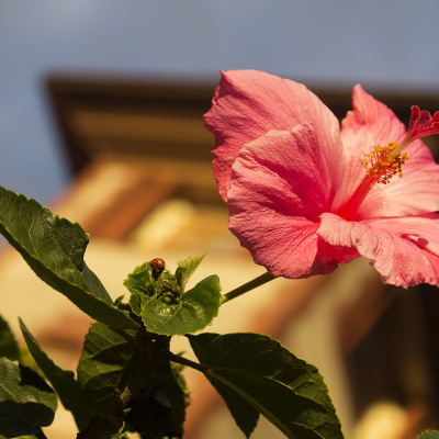 Hibiscus_2_SMALL