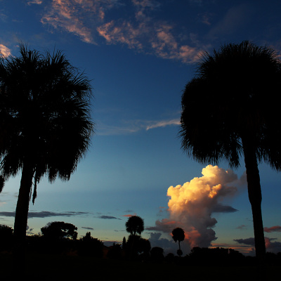 Melbourne_Florida_Palms_SMALL