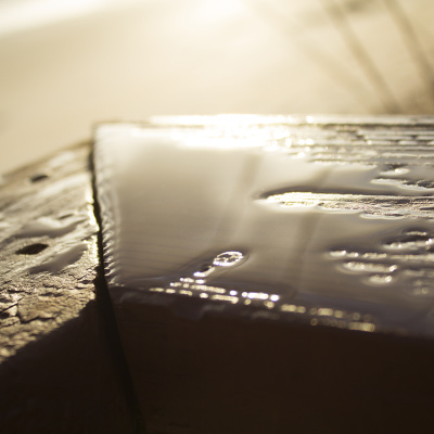 Palm_Coast_Morning_Dew_SMALL