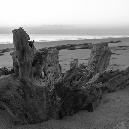Palm_Coast_Florida_Tree_Trunk_Beach_SMALL